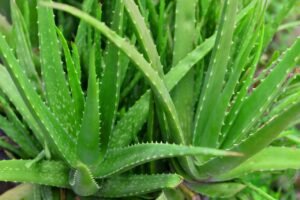 Aloe Vera