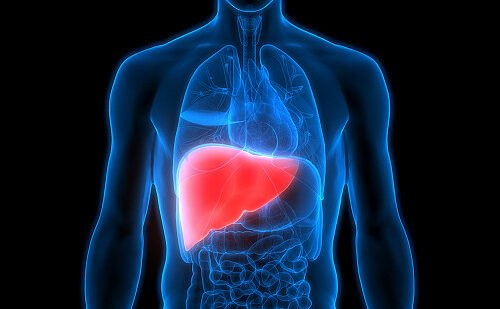 Improve Fatty Liver Diseases