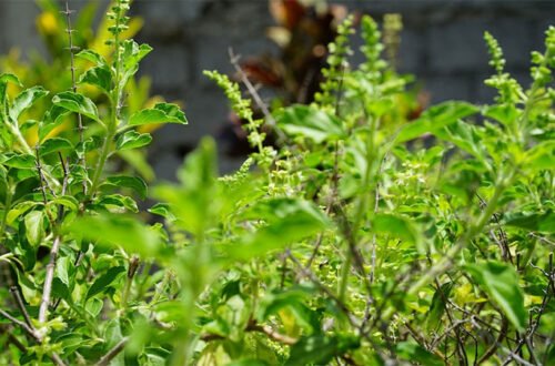 Benefits of Tulsi