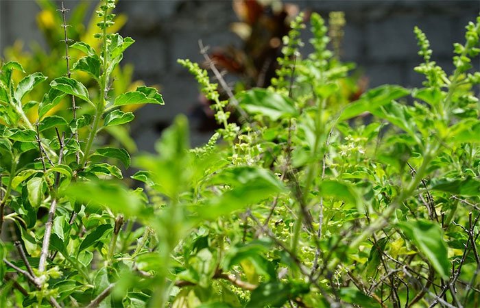 Benefits of Tulsi