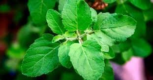 Benefits of Tulsi